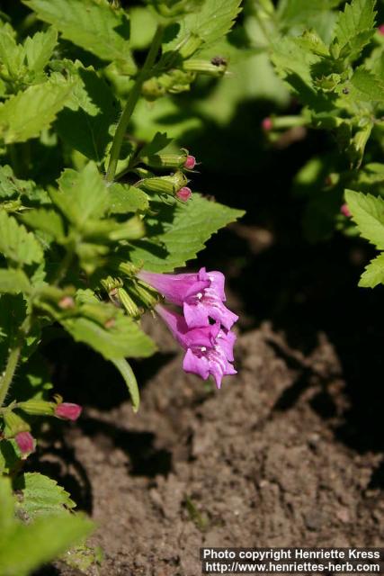 Photo: Calamintha grandiflora 5.