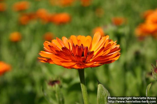 Photo: Calendula officinalis 27.