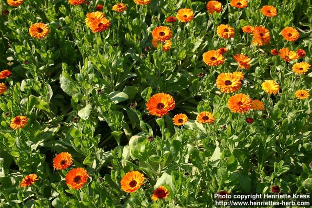 Photo: Calendula officinalis 29.