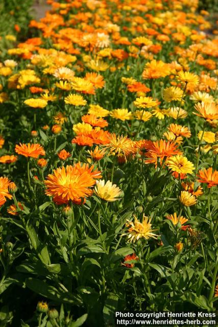 Photo: Calendula officinalis 32.