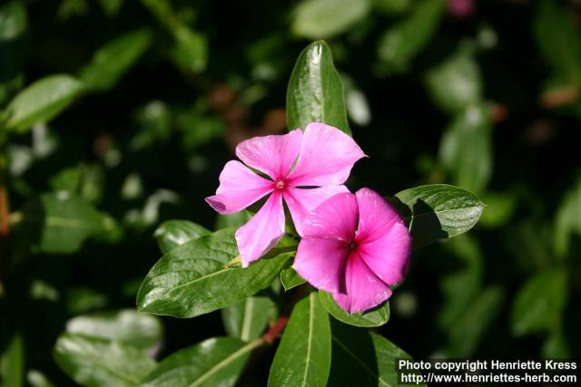 Photo: Catharanthus roseus 6.