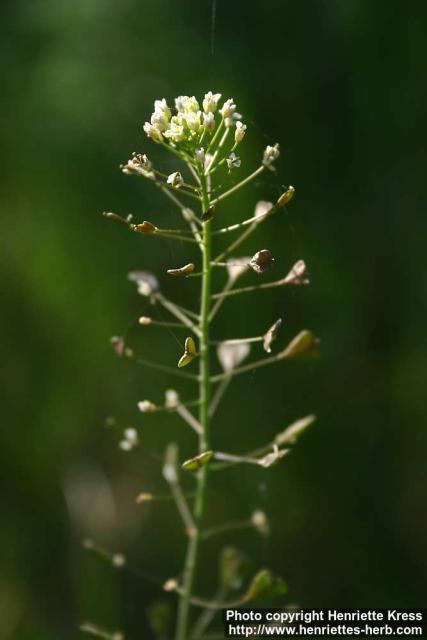 Photo: Capsella bursa pastoris 7.