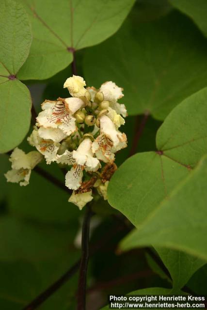 Photo: Catalpa ovata.