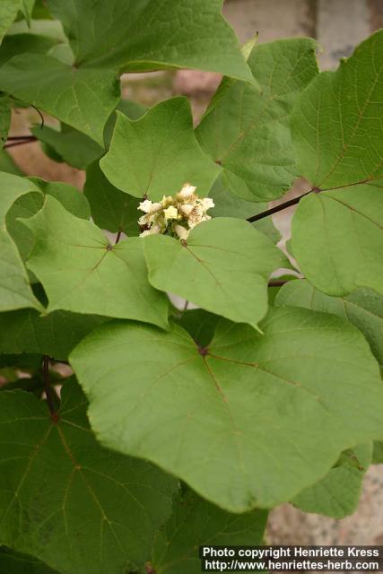 Photo: Catalpa ovata 1.