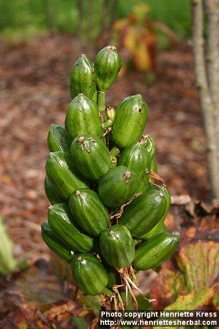 Photo: Cardiocrinum cordatum 3.