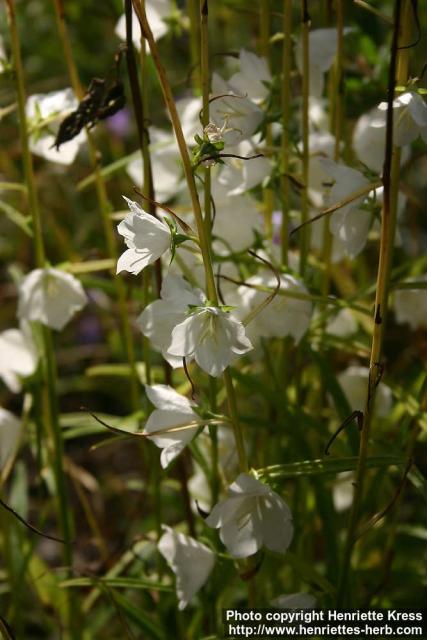 Photo: Campanula persicifolia.