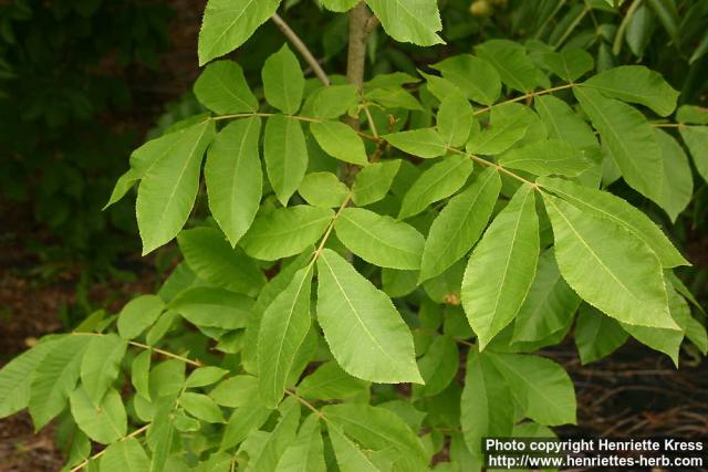 Photo: Carya cordiformis.