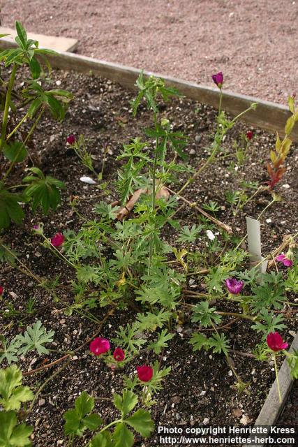 Photo: Callirhoe involucrata 3.