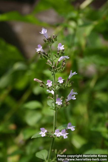 Photo: Calamintha nepeta 5.