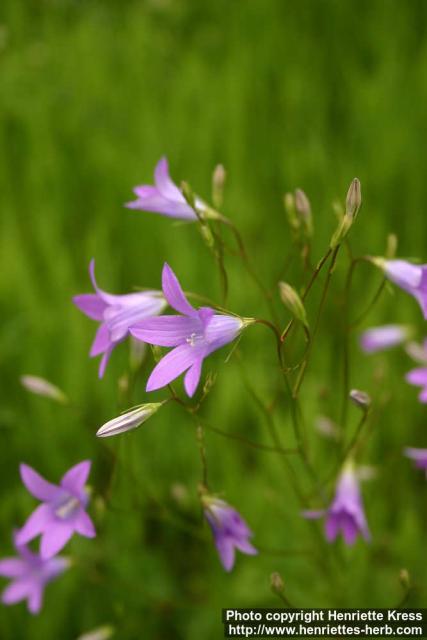 Photo: Campanula patula 3.