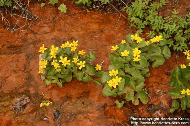 Photo: Caltha palustris 9.