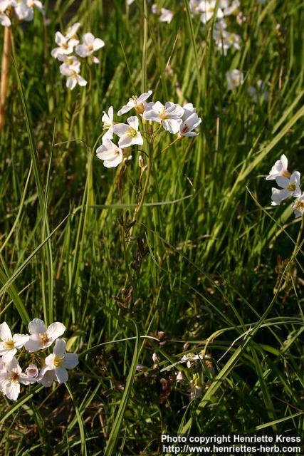 Photo: Cardamine pratensis 1.