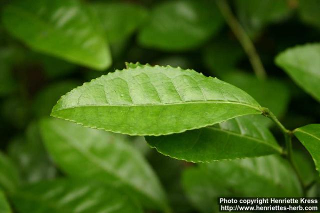 Photo: Camellia sinensis 6.