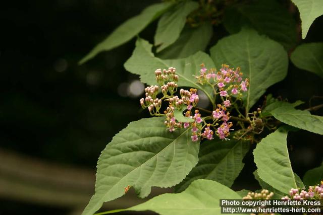 Photo: Callicarpa japonica 2.