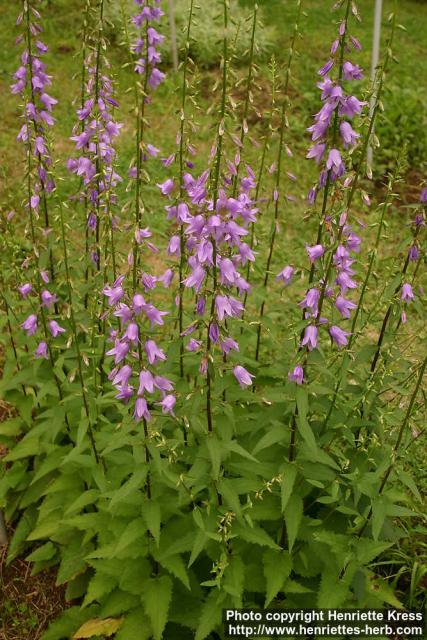 Photo: Campanula rapunculoides 0.