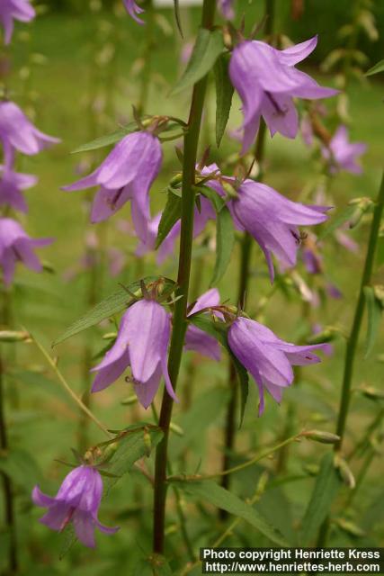 Photo: Campanula rapunculoides 1.