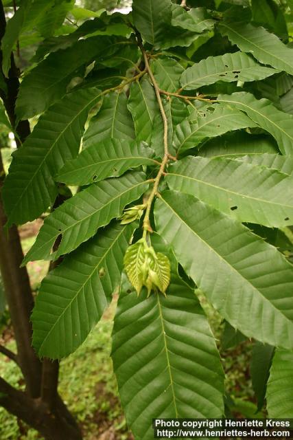 Photo: Castanea crenata 0.