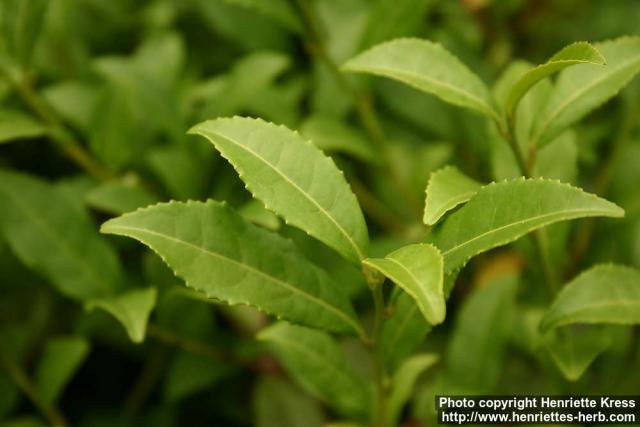 Photo: Camellia sinensis 08.