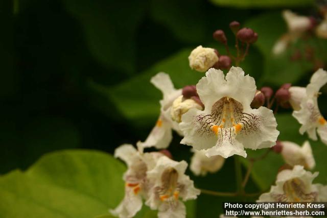 Photo: Catalpa speciosa 4.