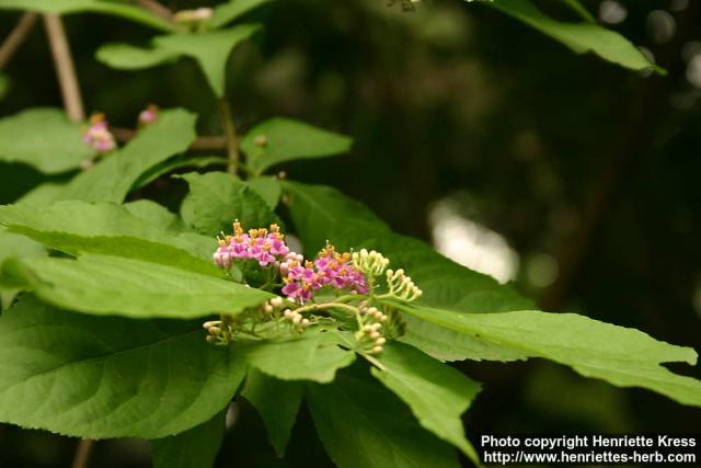 Photo: Callicarpa japonica 4.