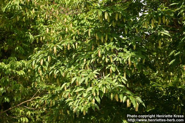 Photo: Carpinus japonica 0.