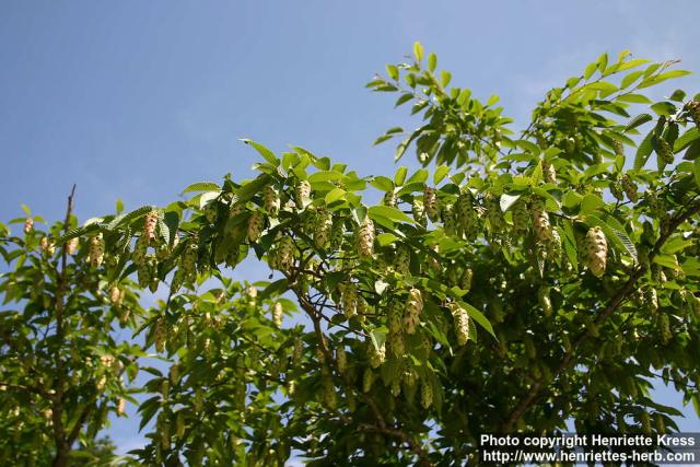 Photo: Carpinus japonica 1.