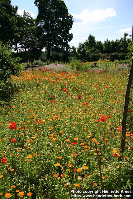 Photo: Calendula officinalis 33.