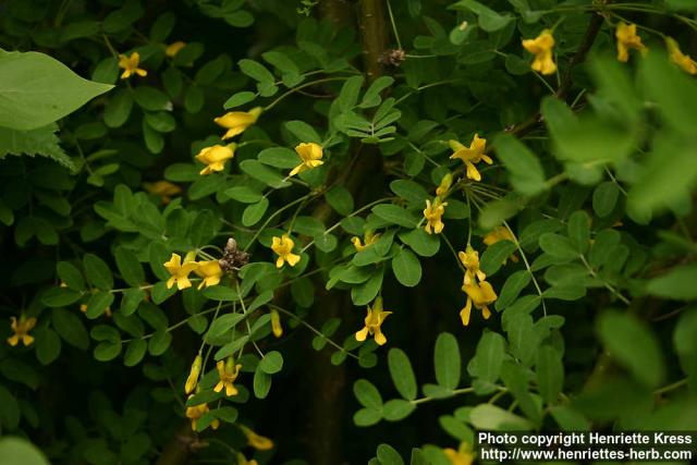 Photo: Caragana arborescens 1.