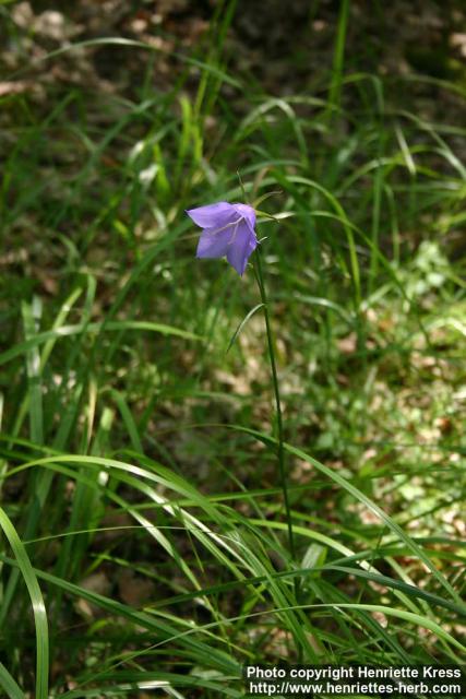 Photo: Campanula persicifolia 3.