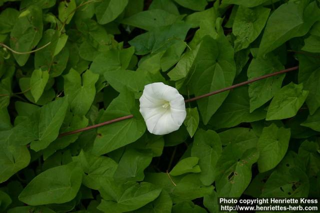 Photo: Calystegia sepium 13.