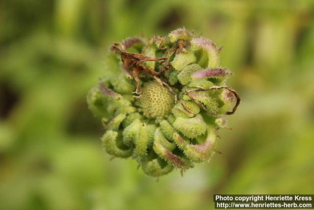 Photo: Calendula officinalis 36.