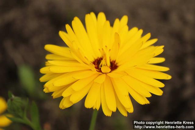 Photo: Calendula officinalis 37.