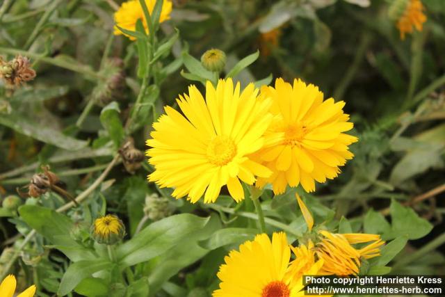 Photo: Calendula officinalis 39.