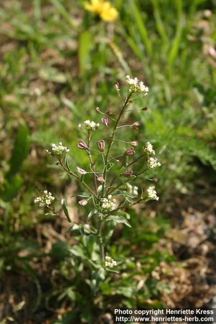 Photo: Capsella bursa-pastoris 8.