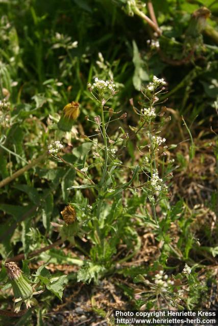 Photo: Capsella bursa-pastoris 9.