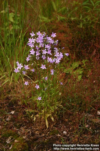 Photo: Campanula patula 4.