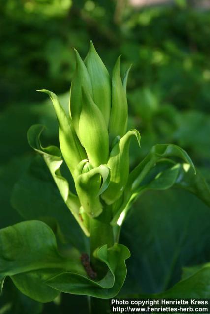 Photo: Cardiocrinum cordatum 6.