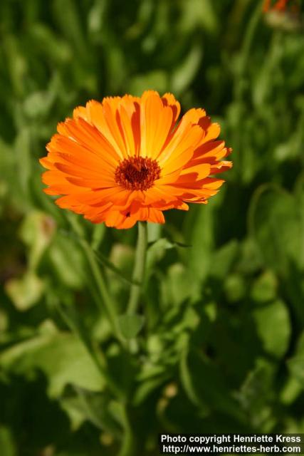 Photo: Calendula officinalis 35.