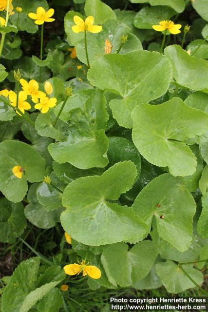 Photo: Caltha palustris 10.