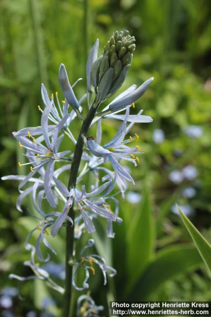 Photo: Camassia cusickii 3.