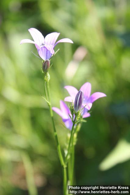 Photo: Campanula patula 7.