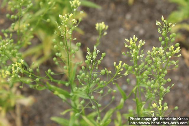 Photo: Camelina sativa 5.