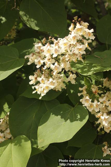 Photo: Catalpa x erubescens 0.