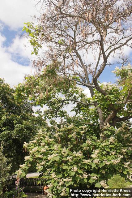 Photo: Catalpa x erubescens 3.