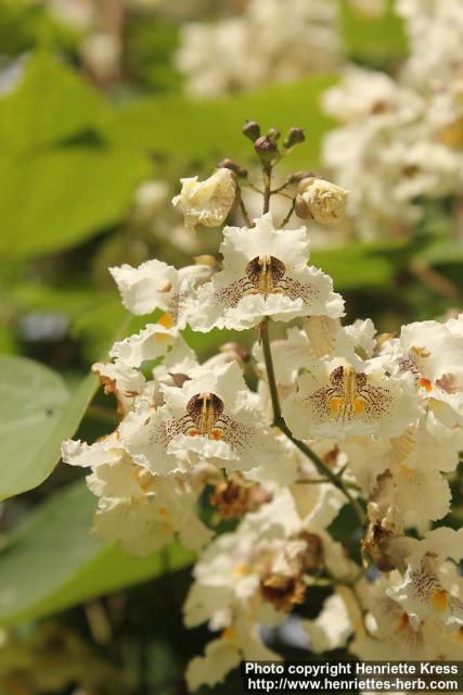 Photo: Catalpa x erubescens 6.