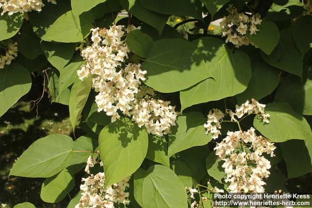 Photo: Catalpa x erubescens 7.