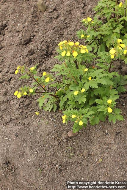 Photo: Calceolaria chelidonioides 0.