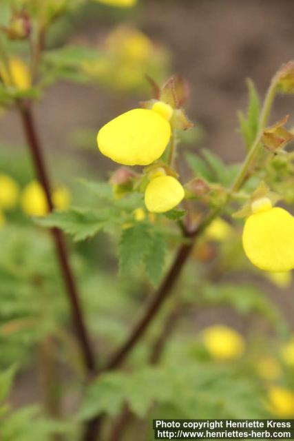 Photo: Calceolaria chelidonioides 2.