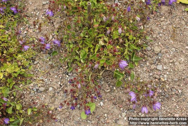 Photo: Campanula kemulariae 0.