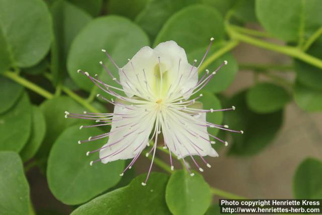 Photo: Capparis spinosa 5.